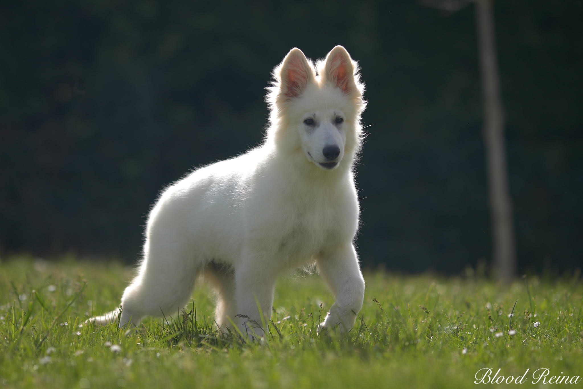 Berger Blanc Suisse adulte en plein air