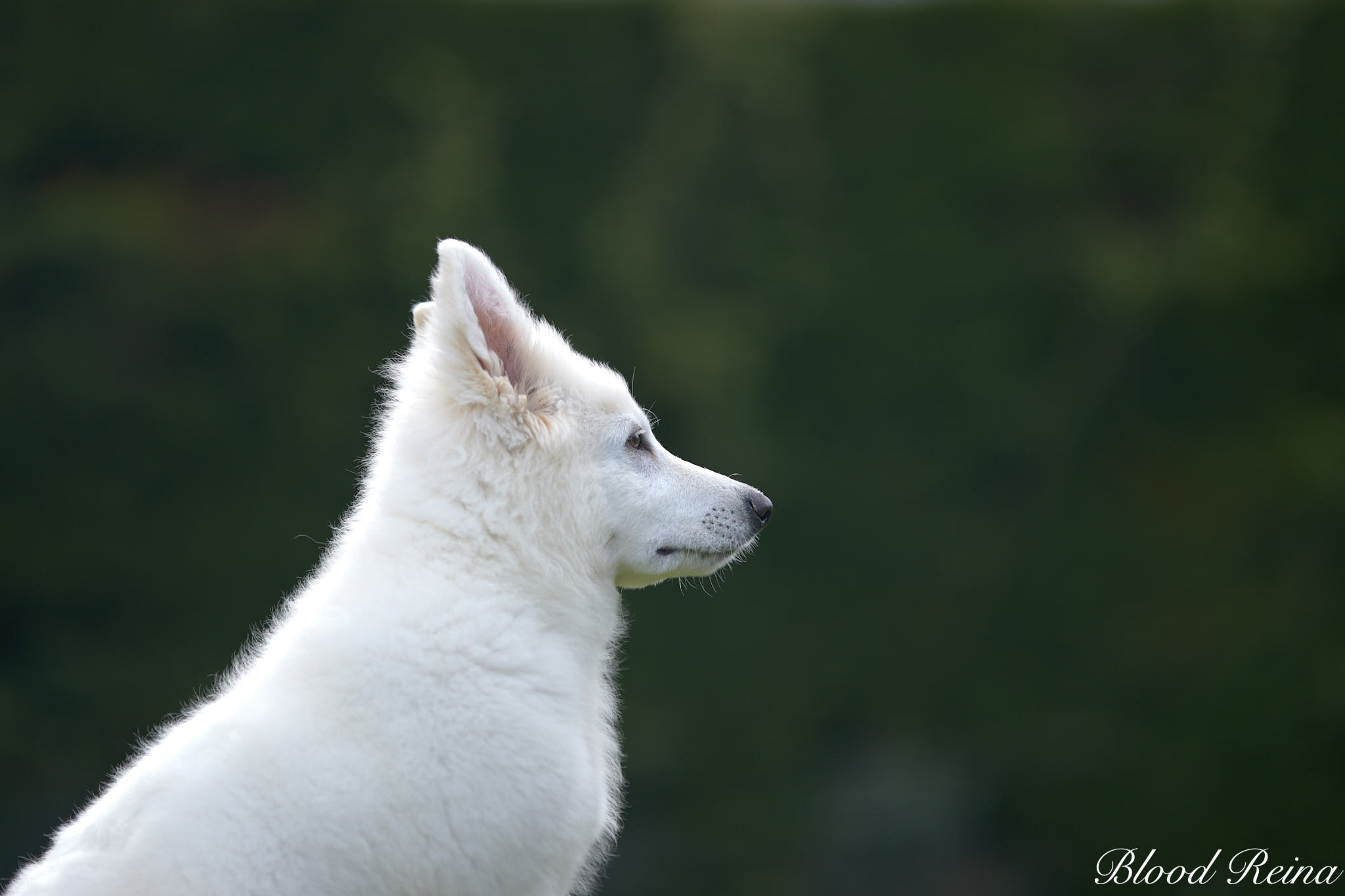 Berger Blanc Suisse lors d'une consultation vétérinaire