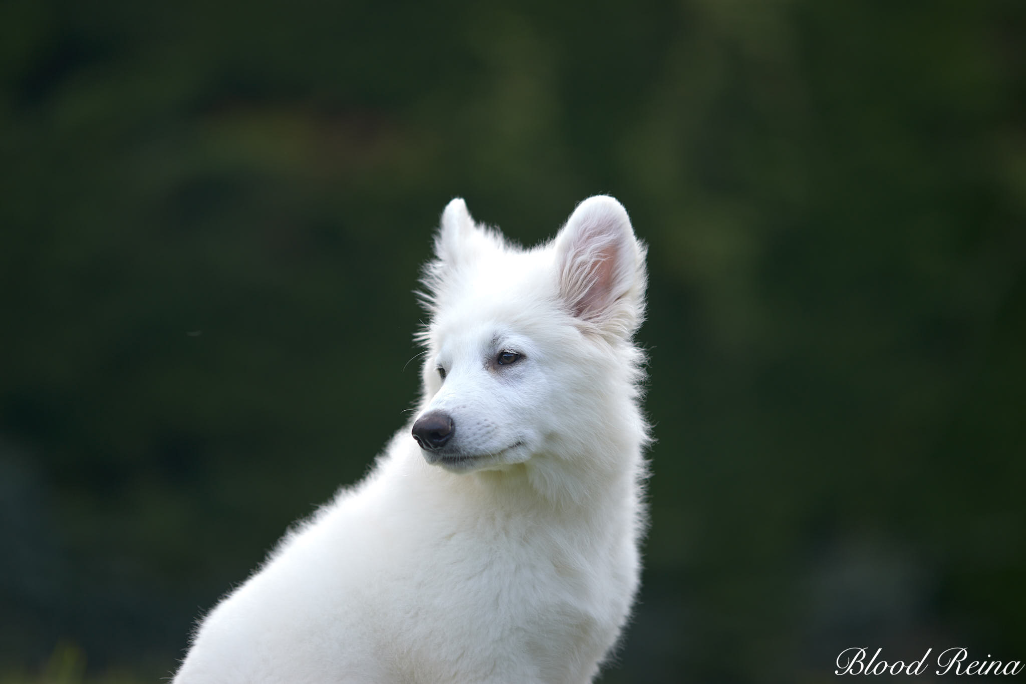 Berger Blanc Suisse avec une famille