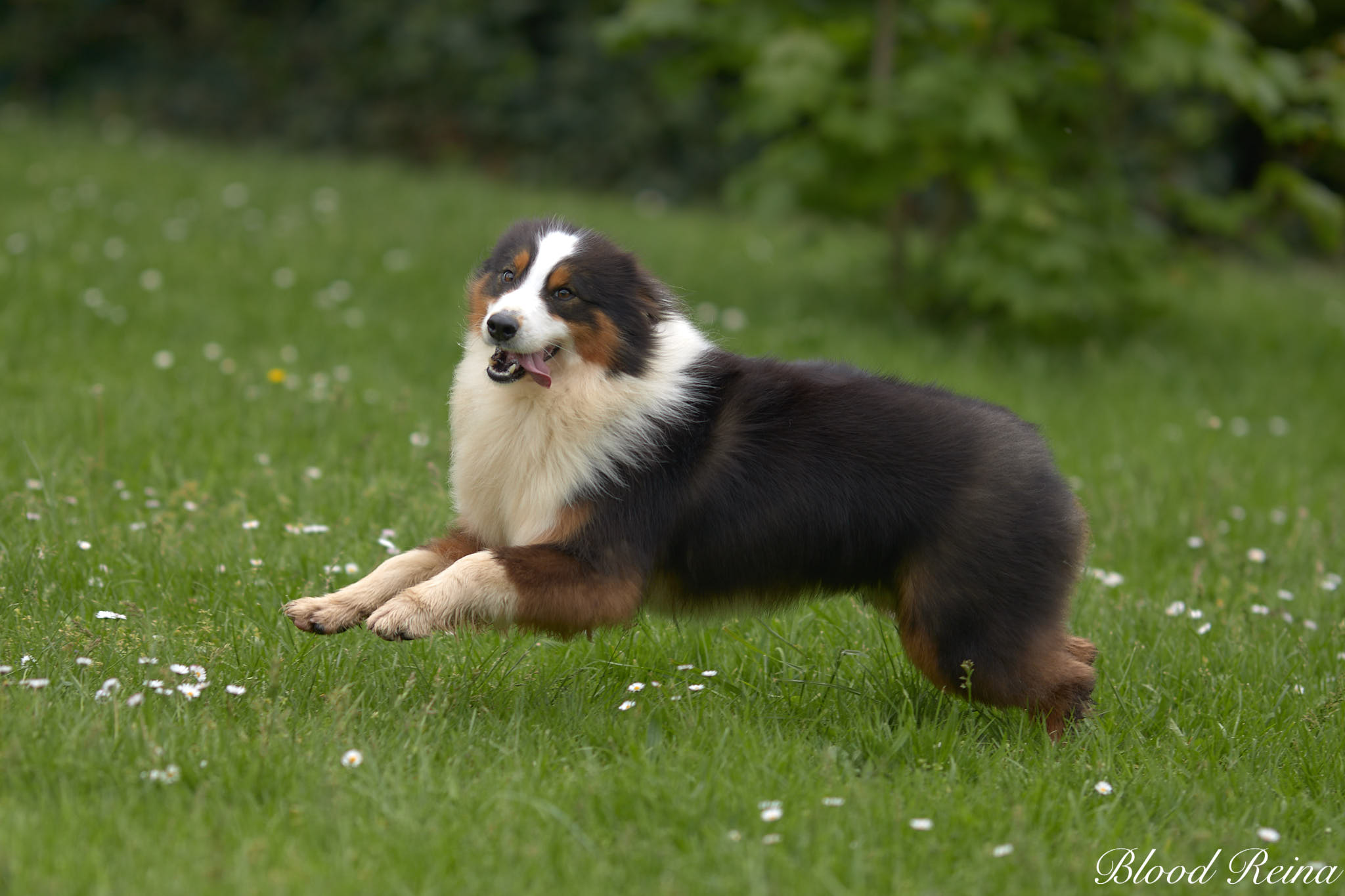 Difference Berger Australien Et Berger Americain Meilleur chien de Famille, Berger Australien vs Berger Américain