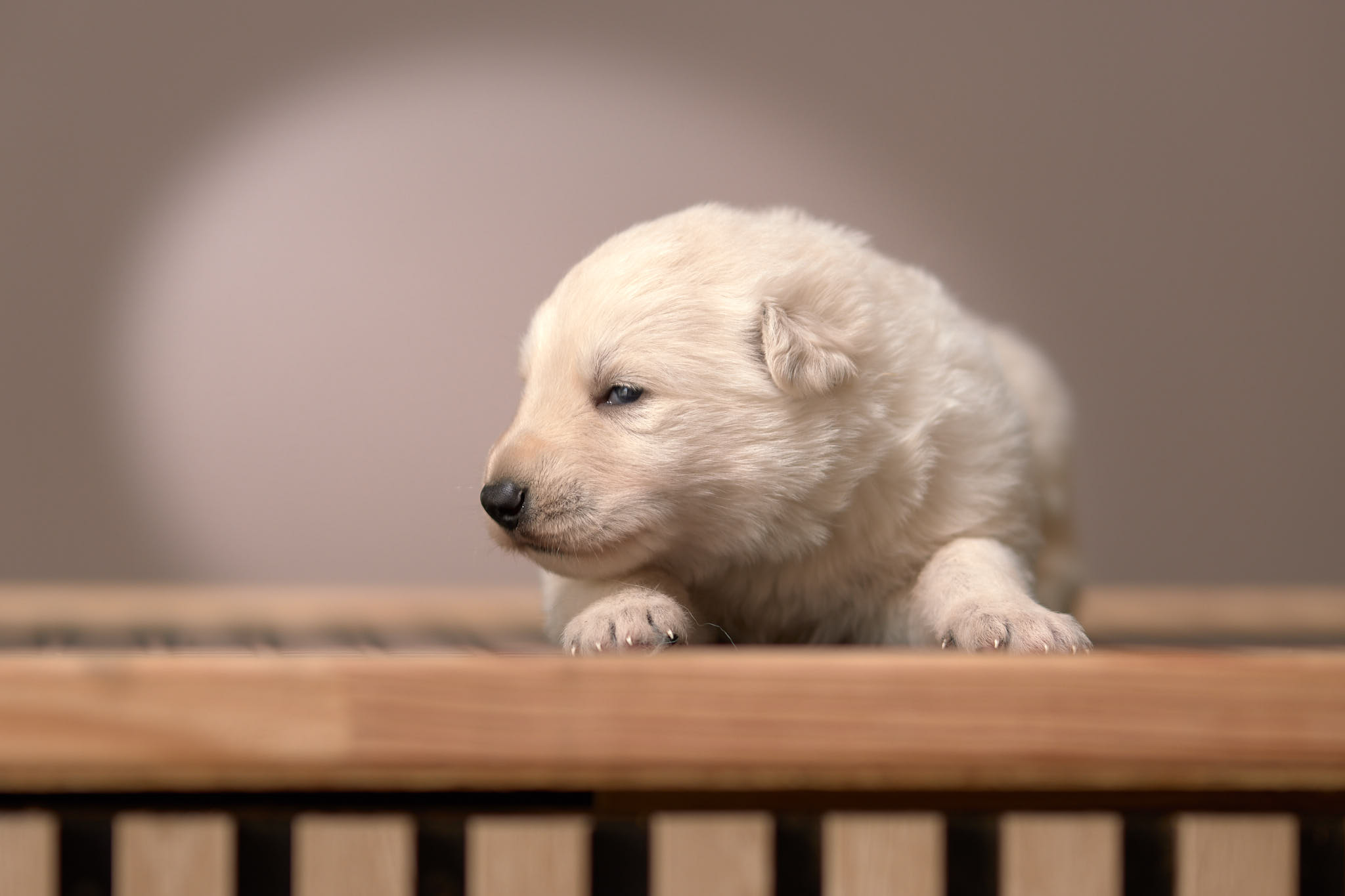 Berger Blanc Suisse chiot socialisation