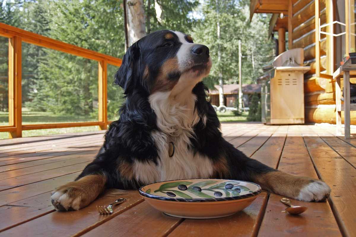 Gamelle et panier pour chien dans un camping Gamelle et panier pour chien dans un camping