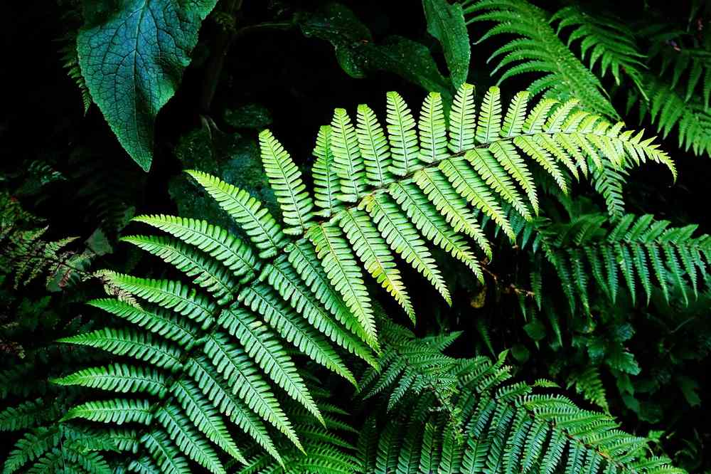mesure de l’humidité d’une poutre ancienne avec un humidimètre