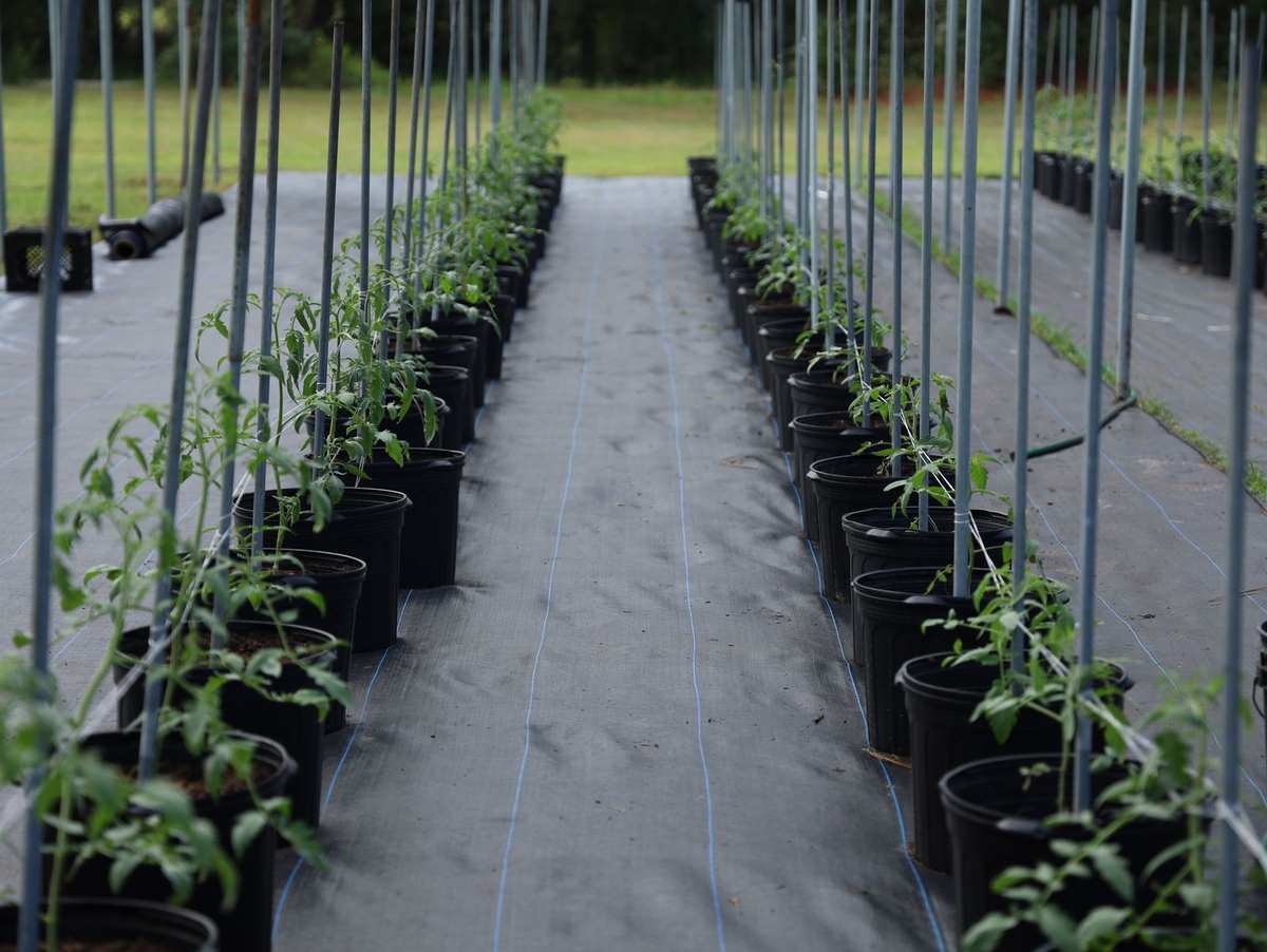 Rangées de jeunes plants en pots noirs tuteurés sous bâche de paillage noire dans une culture maraîchère Rangées de jeunes plants en pots noirs tuteurés sous bâche de paillage noire dans une culture maraîchère
