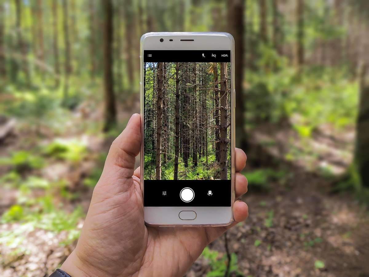 Main tenant un smartphone blanc photographiant une forêt dense de conifères verts