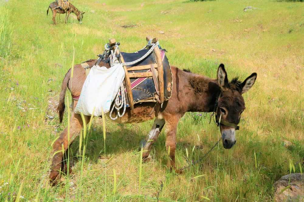 Âne chargé dans un champ herbeux, selle et charge visibles Âne chargé dans un champ herbeux, selle et charge visibles