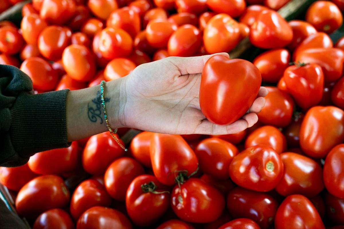 Main tenant tomate rouge, bras tatoué, fond de tomates