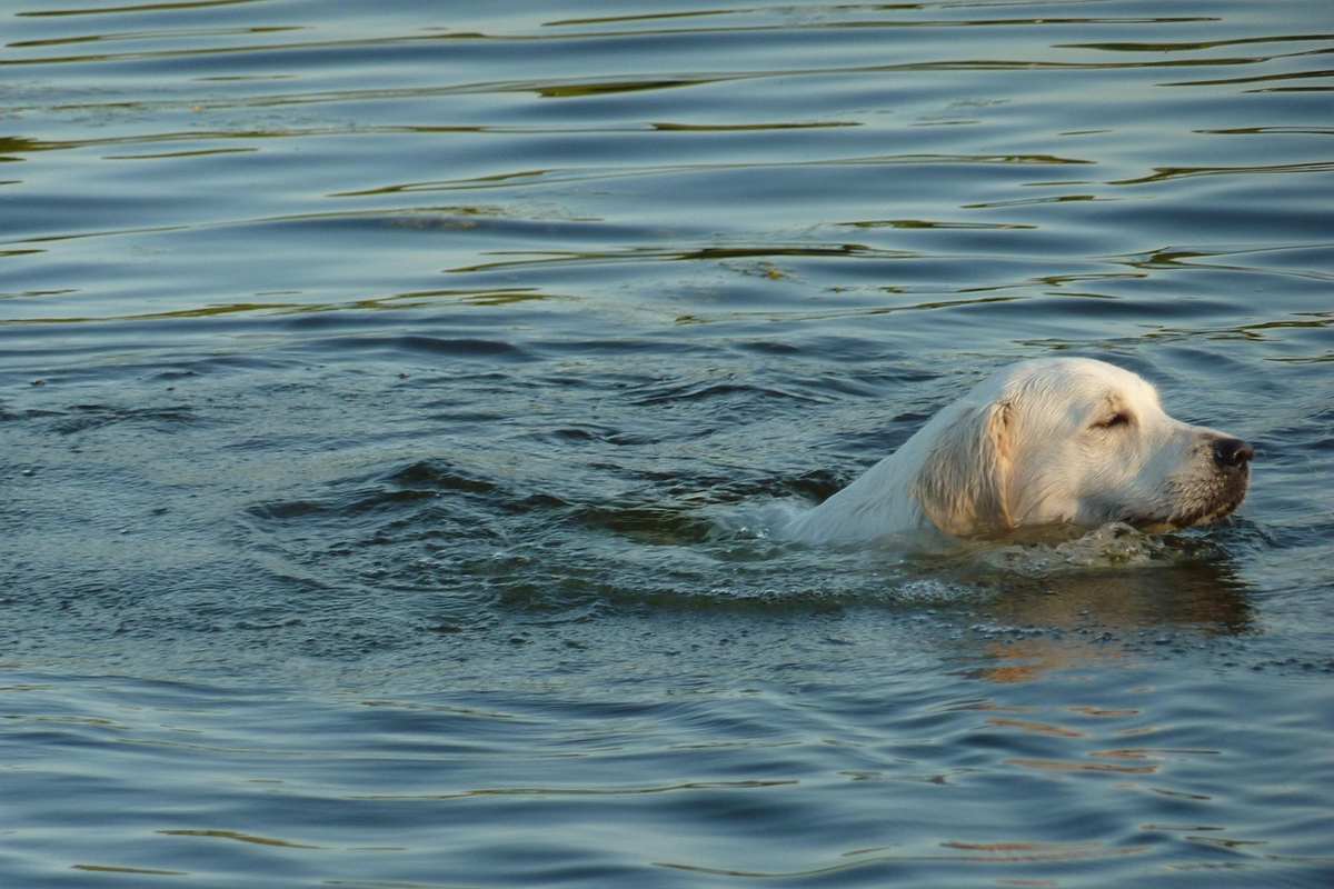 Un chien qui nage dans un bassin dédié au camping