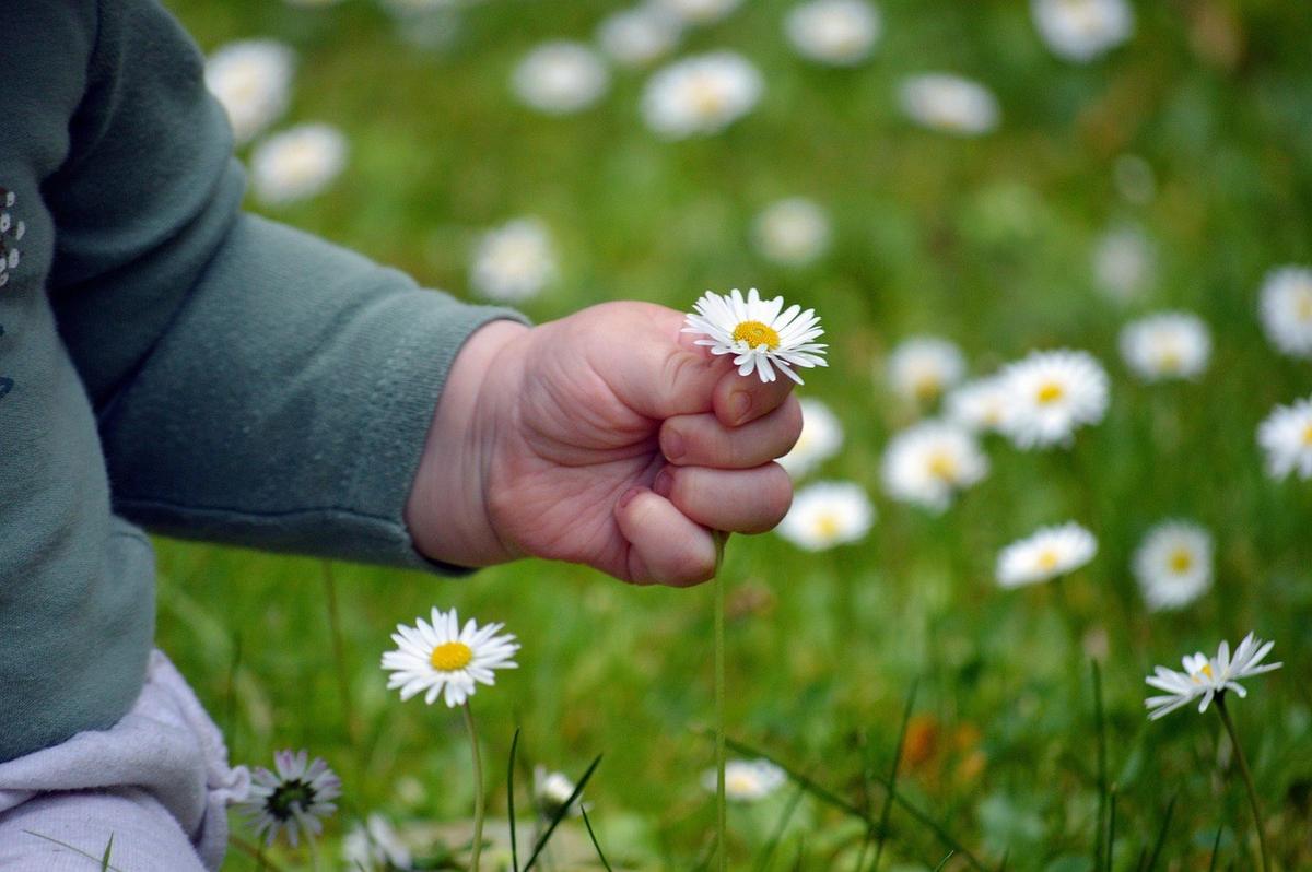 Main d'enfant tenant une marguerite au milieu d'un champ fleuri Main d'enfant tenant une marguerite au milieu d'un champ fleuri