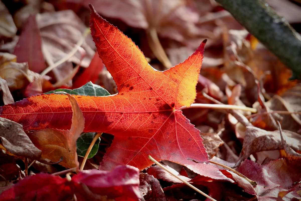 Des feuilles séchées et pressées disposées sur une table Des feuilles séchées et pressées disposées sur une table