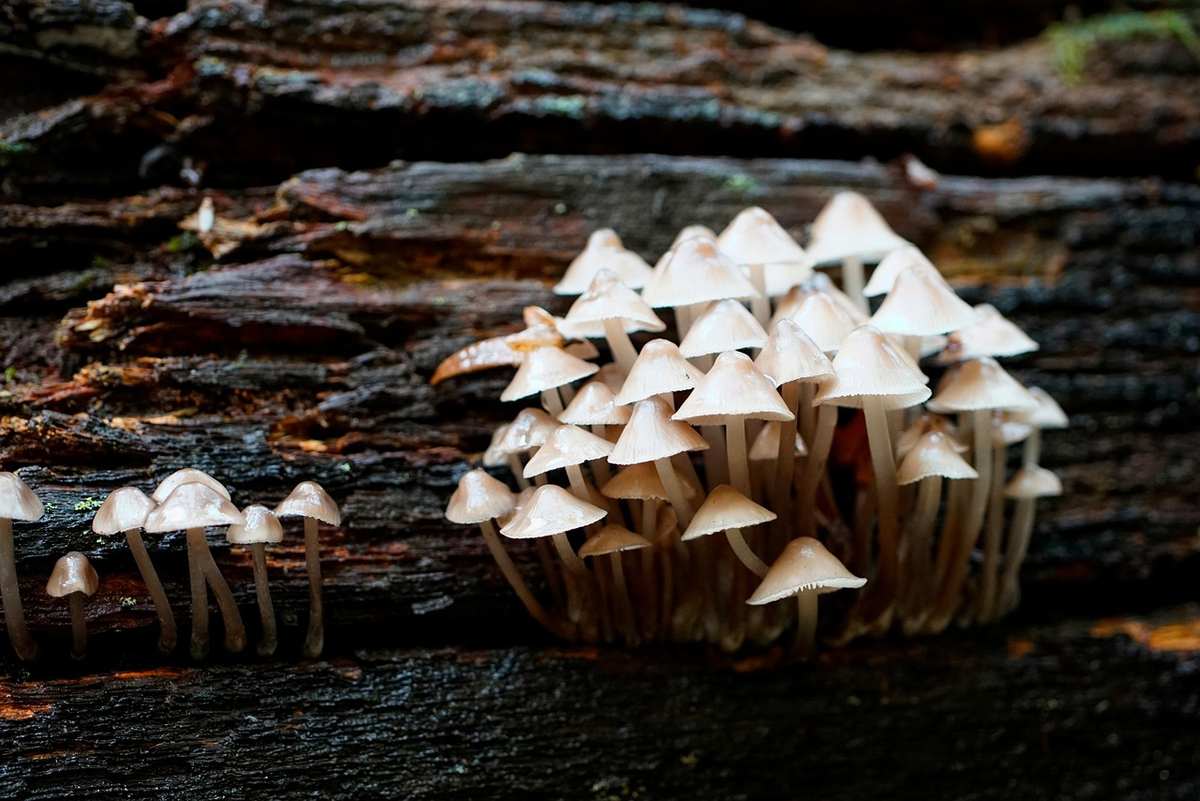 Cluster de petits champignons blancs sur écorce de bois mort Cluster de petits champignons blancs sur écorce de bois mort