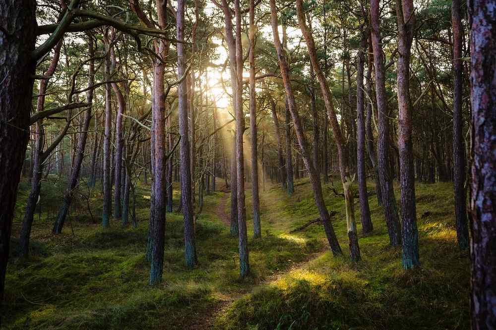 Une forêt de pins en Dordogne