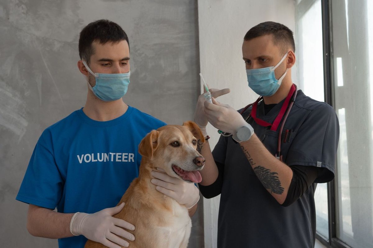 Homme en bleu et en tenue médicale administrant une injection à un chien, tous deux portant des masques