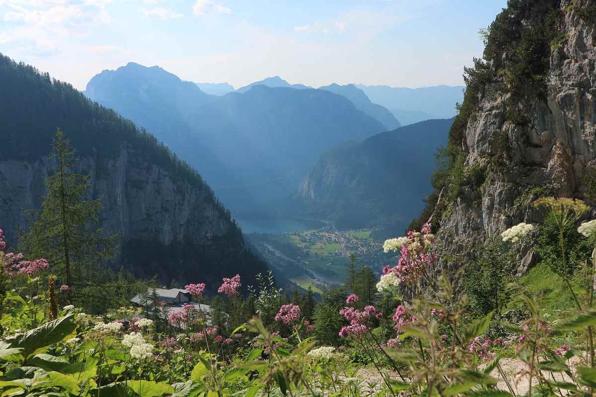 Fleurs de montagne épanouies dans les Pyrénées en juin Fleurs de montagne épanouies dans les Pyrénées en juin
