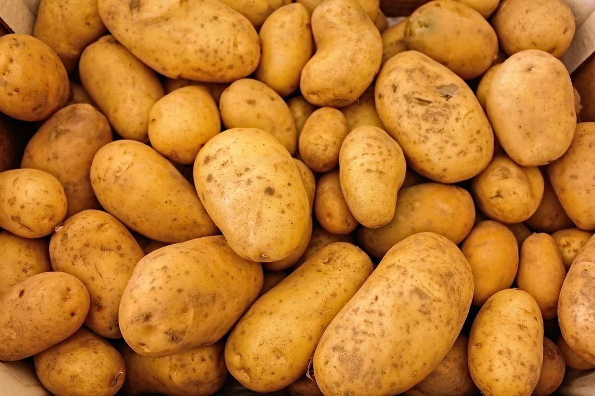 Tas de pommes de terre brutes avec peau marron clair, sans préparation