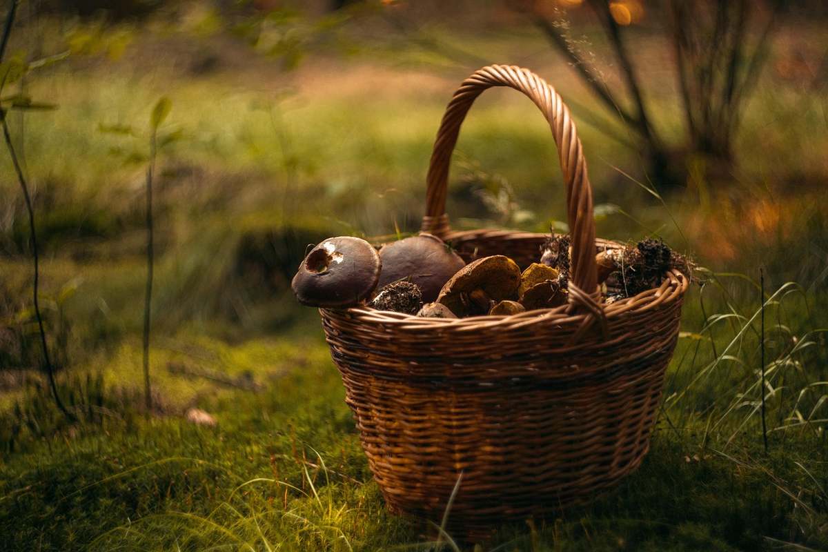 Un panier rempli de champignons fraîchement cueillis en sous-bois Un panier rempli de champignons fraîchement cueillis en sous-bois
